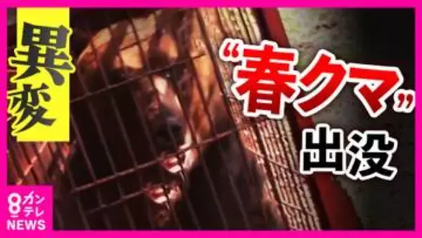 “春のクマ”に異変　「冬眠入りが遅く・冬眠明けは早い」暖冬の影響でクマの生活リズムに“乱れ”　クマの影響で“開園できない”観光地も