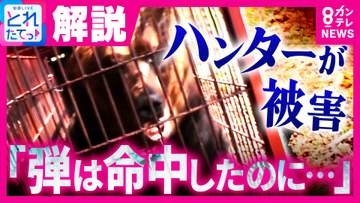 「弾は命中したのに…」　冬眠明けの“巨大ヒグマ”がハンターを襲った恐怖の瞬間　今季初の「ヒグマ人身被害」　専門家が指摘する“危険の連鎖”　GW以降、人里でもさらなる警戒を