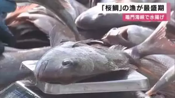 春の味覚「桜鯛」漁が最盛期　徳島・鳴門海峡を泳ぐ春のマダイが水揚げ　水深40メートルの網にいっぱい　今月は桜鯛祭りも開催へ