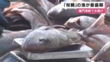 春の味覚「桜鯛」漁が最盛期　徳島・鳴門海峡を泳ぐ春のマダイが水揚げ　水深40メートルの網にいっぱい　今月は桜鯛祭りも開催へ