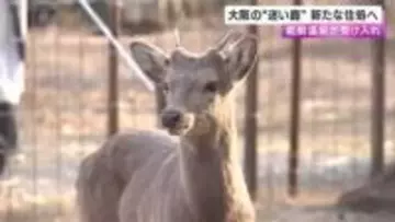大阪市内に出没の迷いシカ　新たな住処へ　受け入れたのは温泉施設