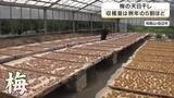 「3年連続の不作でも品質は上々　収穫量は例年の約5割　梅の天日干し始まる　強い日差しのもと爽やかな香り広がる　和歌山・田辺市」の画像1
