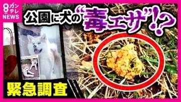 【緊急調査】大阪の公園に“犬の毒エサ”？SNSで拡散する情報を調査するも「実際には見た人はいない」愛犬を失った飼い主「同じ思いをする飼い主を増やしたくない」