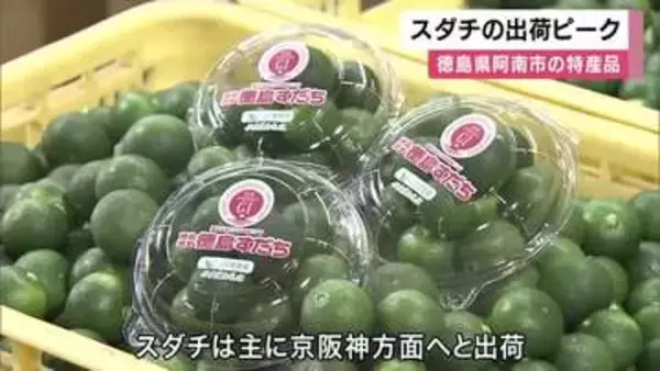 スダチの収穫が最盛期　爽やかな香りと酸味　ハウスで次々もぎ取り主に京阪神へ出荷へ　徳島・阿南市