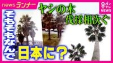 「ヤシの木」なぜ関西や徳島に？背景に「まっすぐ伸びて風に強い・“南国のイメージ”も冬でも影響少ない生態」しかし「大きくなりすぎて倒木恐れ」などで伐採相次ぐ