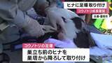 「「もう１回帰ってきて」特別天然記念物コウノトリのヒナに“足環”を装着　追跡調査のための作業　およそ150羽のヒナに取り付け　兵庫・豊岡市」の画像1