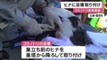 「もう１回帰ってきて」特別天然記念物コウノトリのヒナに“足環”を装着　追跡調査のための作業　およそ150羽のヒナに取り付け　兵庫・豊岡市