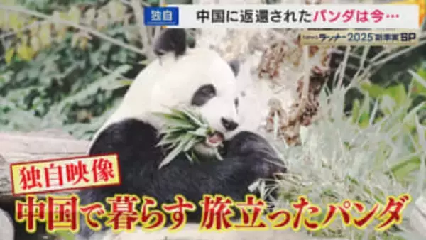 「”ポストパンダ”に切り替えた」と町長　パンダが消えた和歌山県白浜町　次は温泉で勝負？パンダ”ロス”のアドベンチャーワールドはどうなったのか…飼育スタッフが8年間の想いと返還の舞台裏を打ち明ける