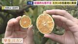 「みかんが”すだちサイズ”の「3S」に…農家が悲鳴「今までにない」　和歌山で深刻な雨不足で21年ぶりに「渇水対策本部」設置」の画像1