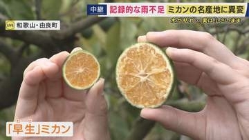 みかんが”すだちサイズ”の「3S」に…農家が悲鳴「今までにない」　和歌山で深刻な雨不足で21年ぶりに「渇水対策本部」設置