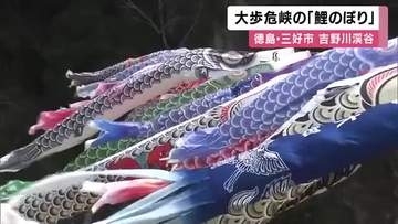 吉野川渓谷吹き抜ける風を受け「大歩危峡」に８０匹の鯉のぼりが泳ぐ　徳島・三好市