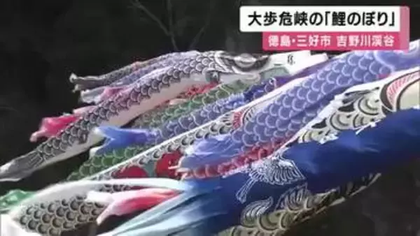 吉野川渓谷吹き抜ける風を受け「大歩危峡」に８０匹の鯉のぼりが泳ぐ　徳島・三好市