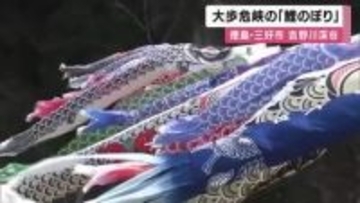 吉野川渓谷吹き抜ける風を受け「大歩危峡」に８０匹の鯉のぼりが泳ぐ　徳島・三好市