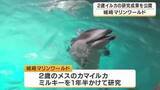 「イルカの研究成果を公開　2歳イルカ「ミルキー」が10種類以上の動作を習得　大人の動きをまねて学ぶ　学会でも発表　兵庫・城崎マリンワールド」の画像1