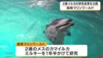 イルカの研究成果を公開　2歳イルカ「ミルキー」が10種類以上の動作を習得　大人の動きをまねて学ぶ　学会でも発表　兵庫・城崎マリンワールド