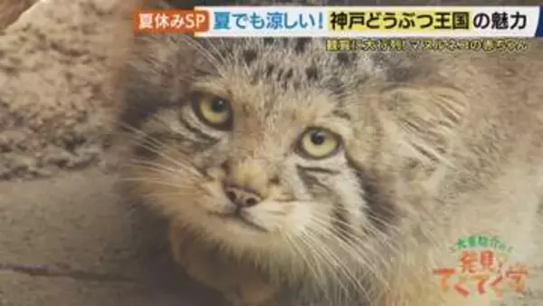 「これはかわいいわ！」可愛すぎる“マヌルネコ”の赤ちゃんが大人気「神戸どうぶつ王国」　絶滅危惧種・ハシビロコウの”お辞儀”を飼育員が無視する理由に大東駿介さん驚き【大東駿介てくてく学】