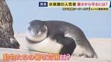 「「最高気温が開園時より9度ほど高くなっている」猛暑で変わる動物園・水族館の夏　暑さ対策　シャチの水槽「水温16度キープ」　ゾウの食事は凍らせて　設計見直す施設も　ウォンバット「1000万円」冷温パネル」の画像1