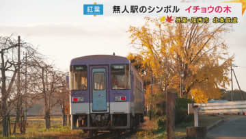運転士の成長を見守る無人駅のイチョウ　SNSで話題の秋の風景　兵庫・北条鉄道