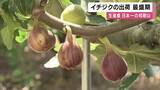 「「紀の川の土壌と水をいかして“ふっくら”」　イチジクの出荷が最盛期　和歌山・紀の川市」の画像1
