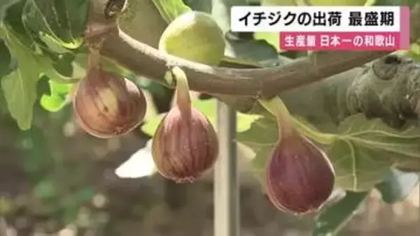 「紀の川の土壌と水をいかして“ふっくら”」　イチジクの出荷が最盛期　和歌山・紀の川市