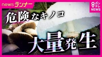 危険な“毒キノコ”に要注意　食べると嘔吐や下痢　白い大きなキノコの正体は「オオシロカラカサタケ」　原因は“長雨”か　身近な公園にも大量発生