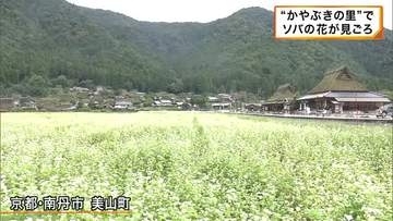 かやぶきの里で一面真っ白に咲く「ソバの花」が見ごろ　京都・南丹市美山町