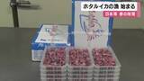 「日本海の春の味覚、ホタルイカの漁始まる　釜茹でされて全国に出荷　兵庫・香住漁港」の画像1