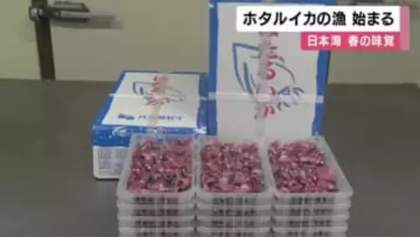 日本海の春の味覚、ホタルイカの漁始まる　釜茹でされて全国に出荷　兵庫・香住漁港