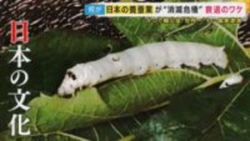 戦前には世界一の輸出量「日本の文化」“養蚕業”のピンチ　養蚕農家が過去最少113戸に　輸入品との“価格競争”と“後継者不足”　新たなビジネスで事業拡大で売り上げ伸ばす業者も