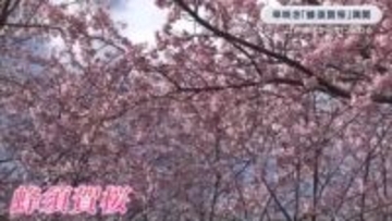 歴代徳島藩主が愛でた「蜂須賀桜」満開　ソメイヨシノより早咲き　見ごろ３月中旬まで　徳島市