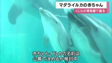 3年ぶり　マダライルカの赤ちゃん誕生　体長約90センチ・推定8.8キロのメス　名前は公募を検討　和歌山・太地町「くじらの博物館」