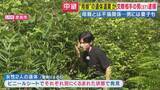 「【現場報告】奈良・女性遺体遺棄事件　遺棄の現場は「草むら。草は2メートル以上のものもあり、しゃがむと姿は見えず」」の画像1
