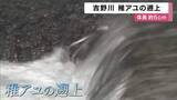 「吉野川　稚アユの遡上　躍動感のある姿は来月末まで楽しめる」の画像1