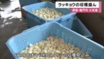 ラッキョウの収穫盛ん　ことしは収穫良好　特産「鳴門らっきょ」関西中心に出荷　徳島・鳴門の大毛島