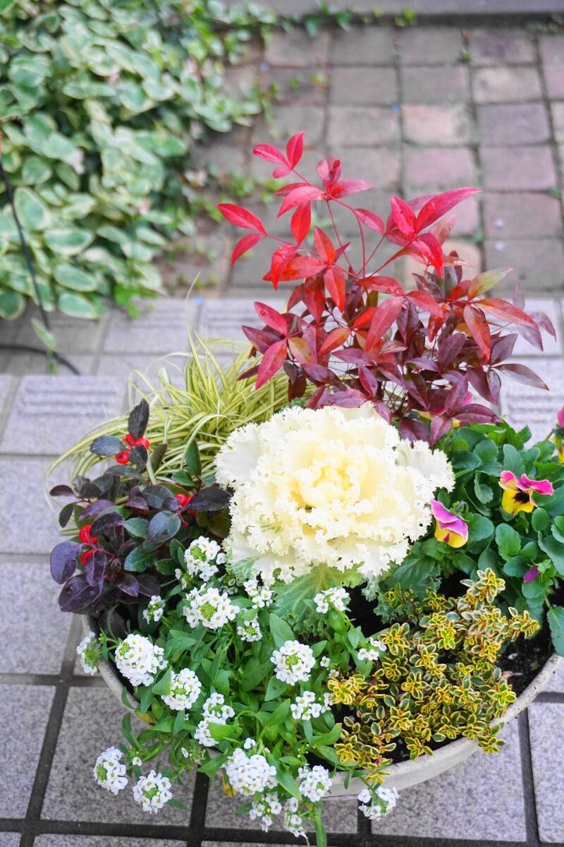 お正月の玄関を飾るのは 春まで楽しめる寄せ植えを作ってみた 18年12月29日 エキサイトニュース 3 5