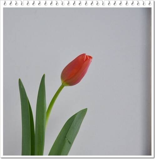 春の新生活を彩る花って 咲き方の特徴と便利な花瓶 19年3月15日 エキサイトニュース 2 3