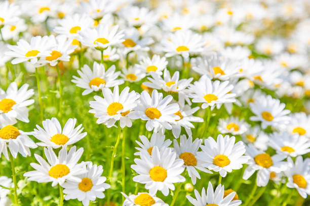 ガーデニング 春 初夏にかけて咲く花のおすすめ10選 19年4月14日 エキサイトニュース 5 7