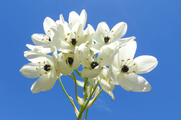 ガーデニング 切り花としても楽しめる 春植え球根おすすめ6選 19年3月18日 エキサイトニュース 4 4