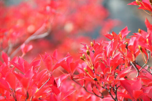 ガーデニング 春 初夏に花が咲く 憧れ庭木6選 19年4月13日 エキサイトニュース ガーデニング 春 初夏に花が咲く 憧れ庭木6選 19年4月13日 エキサイトニュース