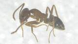 「特定外来生物「アルゼンチンアリ」高知市と南国市で約100匹見つかる　高知県内での発見は2023年以来2例目　生態系を壊すおそれも」の画像1