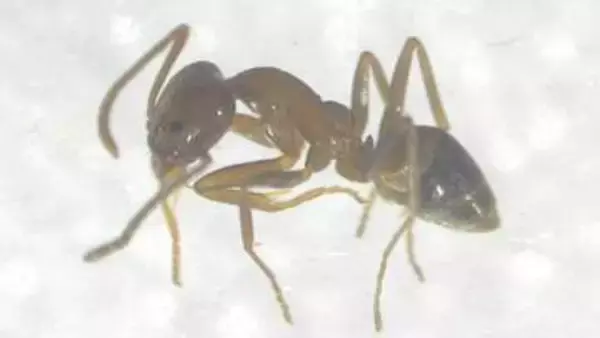特定外来生物「アルゼンチンアリ」高知市と南国市で約100匹見つかる　高知県内での発見は2023年以来2例目　生態系を壊すおそれも