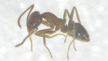 特定外来生物「アルゼンチンアリ」高知市と南国市で約100匹見つかる　高知県内での発見は2023年以来2例目　生態系を壊すおそれも