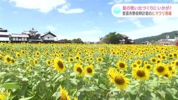 高知県安芸市のシンボル、野良時計前のヒマワリが見ごろ　地元グルメも堪能　夏の思い出づくりに