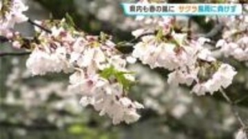 趣ある“雨上がり”のサクラ、“満開”はまだ⋯咲き具合は？3月16日に全国最早で開花発表、観光客「独特の感じできれいに咲いていて感動」【高知】