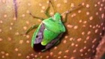 【閲覧注意】カメムシ今年は大量発生か、平年比20倍・229匹確認の所も…なぜ多い?対策は?高知県は「注意報」発表…果実の汁吸うチャバネアオカメムシ、ツヤアオカメムシ、クサギカメムシ