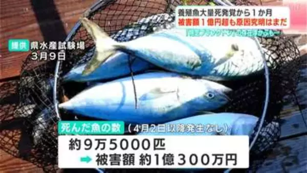 湾内で約10万匹の魚が大量死、被害額1億円超…有害物質・病気ではなく調査で“正体不明の植物プランクトン”検出、関係は?「赤潮プランクトンとは違ってサイズ小さい…」【高知・浦ノ内湾】