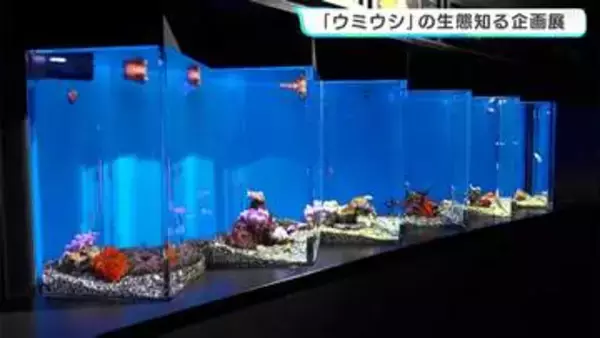 「色がすごくきれい」足摺海洋館SATOUMIで『ウミウシ』の生態知る企画展　5月6日まで