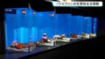 「色がすごくきれい」足摺海洋館SATOUMIで『ウミウシ』の生態知る企画展　5月6日まで
