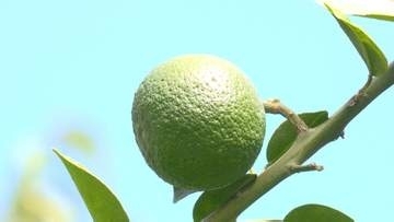 四万十市の特産「ブシュカン」収穫が最盛期　猛暑・少雨で実は小さめでも、丁寧な栽培で「量は期待できる」約4トン収穫見込み