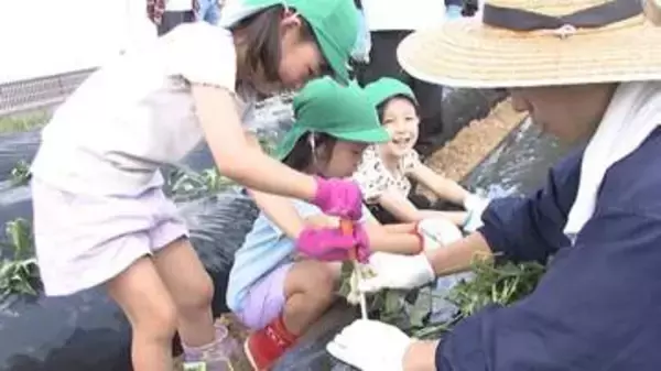 園児たちがサツマイモの苗植え「おいしいお芋に育って!」約1000本の“種子島紫”を畑に　「芋屋金次郎」展開する会社が食育の一環で実施【高知】